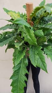 They can tolerate less light, but will grow best in bright indirect lighting. Philodendron Jungle Boogie Narrow 8 Peace Love Happiness Club