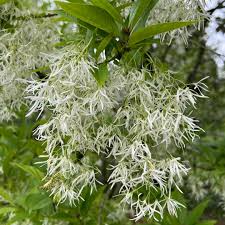 Image result for Chionanthus foveolatus