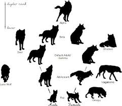 Hierarchy Of A Wolf Pack Note The Only Gender Specific