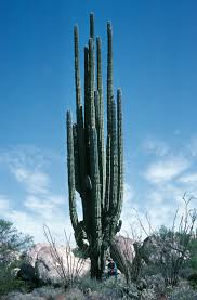 All orders are custom made and most ship worldwide within 24 hours. The Strange Wonders Of Cactuses The Plant Of Our Times The New Yorker