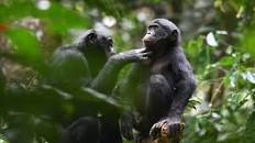 Unlike chimps, bonobos offer hope that maybe we can all get ...