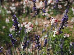 French lavender 'anouk', spanish lavender 'anouk', butterfly lavender 'anouk'. 5 Free Gaura Lindheimeri Glory Candle Photos