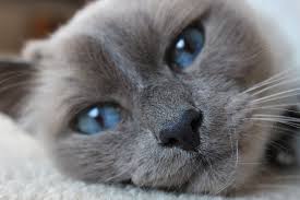 She enjoys finding cool new cat names, researching the best products, learning more about cat breeds and sharing tips with other pet parents. Cat Breeds With Blue Eyes Big Beautiful Blue Eyed Kittens And Cats