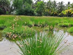 Image result for Fimbristylis scabrida