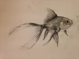 Fantail Goldfish Study By Mattehkun D7ffwa0 Jpg 1024 768 Fantail Goldfish Goldfish Animal Drawings