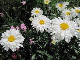 Worst And Best Plants For People With Allergies Cool Plants Flower Garden Design Plants
