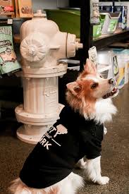 Maybe you would like to learn more about one of these? Find Your Dog S Next Outfit At One Of These 6 Metro Detroit Pet Shops