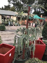 Make sure the stake is perfectly upright and is sturdy. You Ll Love Conifers In Your Garden Here S Why
