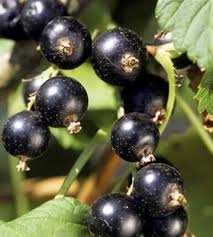 Comment Planter Et Entretenir Vos Petits Fruits Truffaut