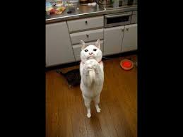 Try Not To Laugh Challenge Cats 2019 Funny Videos Of Cats 2019 Youtube Memes Divertidos Animales Divertidos Divertido