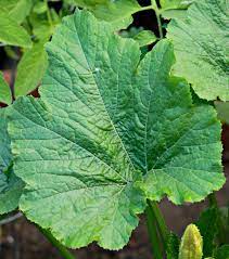 Zucchini Leaf Plant Leaves Veggie Garden Plants