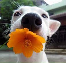 It will work to suffocate the mange present on your dog when the pustules begin to dry, the animal must be purged with a spoonful of sulfur flower and the same amount of crocus metallorum, two spoonfuls. Dogs With Flowers Dogswflowers Twitter