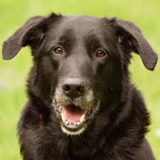 Adoptable pets are looking for people like you where pets find their people Flat Coated Retriever Mix Tierhilfe Franken E V