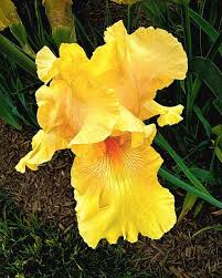 Image result for Light Harvest Gold 1977 Fedders