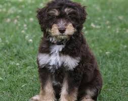 Check spelling or type a new query. Miniature Aussiedoodle Complete Guide Info Pictures Care More Pet Keen