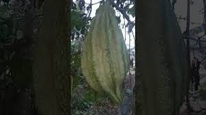 Image result for Telfairia pedata