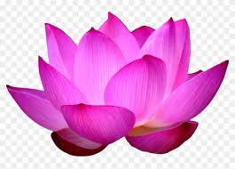 Pink lotus flower clipart vector png download lotus flower white png download lotus flower png hd download lotus flower drawing hd png download. Clipart Images For Lotus Black White Lotus Flower Png Free Transparent Png Clipart Images Download