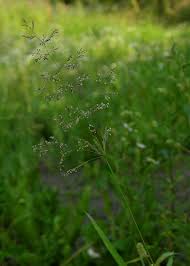 Image result for Agrostis quinqueseta