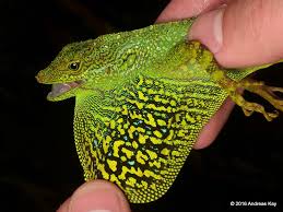 Image result for Anolis gemmosus