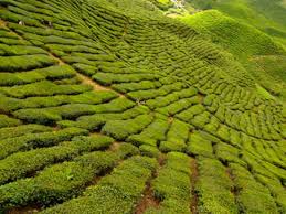 Let cameron highlands and kuala lumpur inspire you. Overnight Tour To Cameron Highlands From Kuala Lumpur Tours Activities Fun Things To Do In Kuala Lumpur Malaysia Veltra