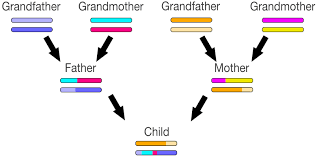 Genetic Genealogy Using Gedmatch An Absolute Beginners Guide