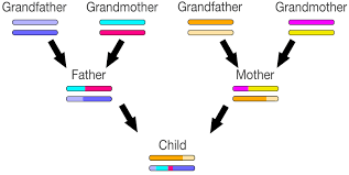 genetic genealogy using gedmatch an absolute beginners guide