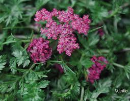 Image result for Afroligusticum runssoricum