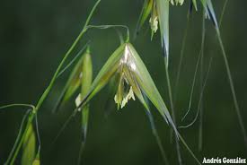 Image result for Avena byzantina