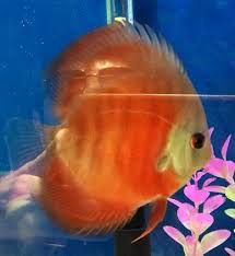 Pin Pa Discus Fish