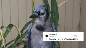 — все плохо (@sranysovok) 17 июня 2015. Looking For Something To Warm Your Heart This Twitter Thread About A Very Good Bird Is Exactly What You Need Culture
