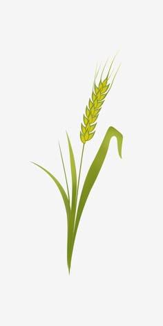 8 ideas de Espiga de trigo | espiga de trigo, espiga, trigo