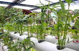 Jenis tanaman sayur yang bisa ditanam dengan cara hidroponik juga beraga, mulai dari kangkung, bayam, sawi, seledri, kemangi dan berbagai jenis tanaman lain. 4 Langkah Mudah Menanam Sayur Secara Hidroponik Pak Tani Digital