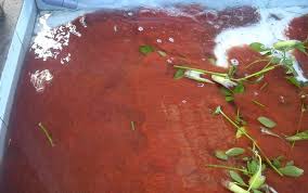 Oleh pak tanidiposting pada maret 15, 2021maret 30, 2021. Cara Budidaya Cacing Sutra Bagi Pemula Kabartani