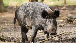 Beli daging babi hutan online berkualitas dengan harga murah terbaru 2021 di tokopedia! Babi Hutan Spesies Yang Mulai Kehilangan Predatornya Greeners Co