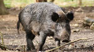 Babi hutan (sus scrofa) foto, gambar. Babi Hutan Spesies Yang Mulai Kehilangan Predatornya Greeners Co