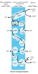The respiratory quotient depends upon the type of respiratory substance used. Respiration In Plants Ncert Solutions Class 11 Biology Dronstudy Com