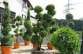 Syukur sudah lama saya duk perhatikan pokok hiasan outdoor ni. Pokok Hiasan Untuk Taman Nama Dan 50 Foto Landskap