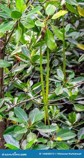 Image result for Bruguiera