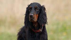 Gordon setter breeders in canada, gordon setter puppies british columbia, alberta, sask, manitoba, ontario, quebec, nb, ns, nfld and pei. Gordon Setter Price Temperament Life Span