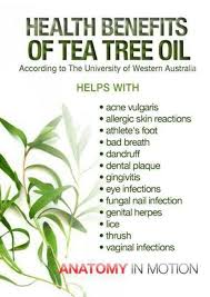 31 Amazing Benefits Of Tea Tree Oil For Skin Hair And Health Tea Tree Oil Benefits Tea Tree Oil Uses Oils