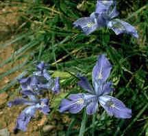 Image result for Euphorbia crebrifolia