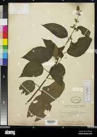 Image result for Triumfetta cordifolia