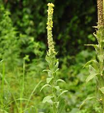 I love my lamb's ear. Grow Your Own Toilet Paper Laidback Gardener