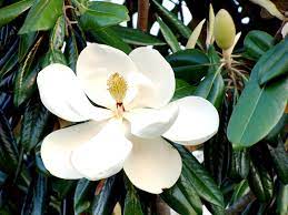How To Grow Magnolia Flowers Growing Beautiful Aromatic Magnolia Magnolia Flower Gardenia Plant Freesia Flowers