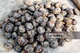 Image result for Eleocharis dulcis