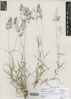 Image result for Eragrostis arenicola