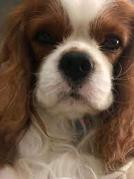 Pin By Suan Dunfee On Puppies Cavalier King Charles Cavalier King Charles Dog Cavalier King Charles Spaniel