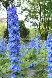 オオバナヒエンソウ・デルフィニウムの花 写真素材 [ 7118532 ] - フォトライブラリー photolibrary