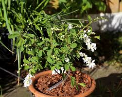 Image result for Exochorda