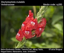 Image result for Stachytarpheta mutabilis